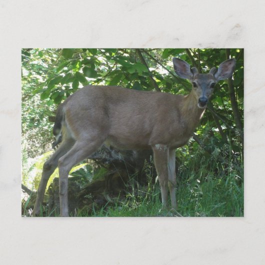 Young Black-Tailed Buck Briefkaart 02 (Voorkant)