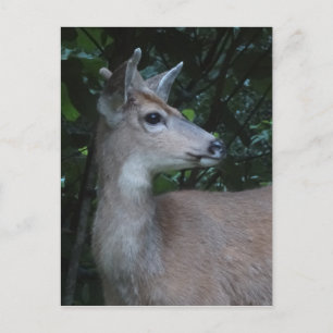 Young Black-Tailed Buck Postcard Briefkaart