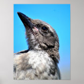 Young Blue Jay Poster (Voorkant)