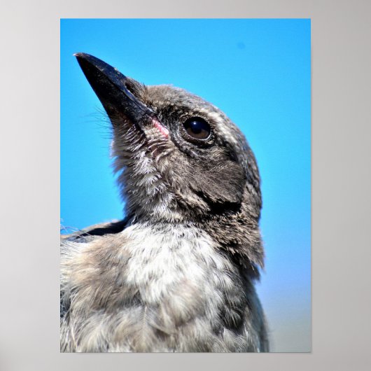Young Blue Jay Poster (Voorkant)
