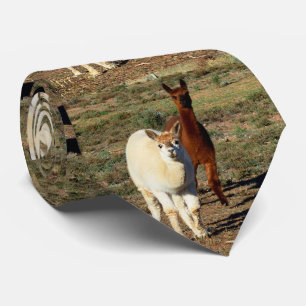 Young Brown and White Alpacas, Stropdas