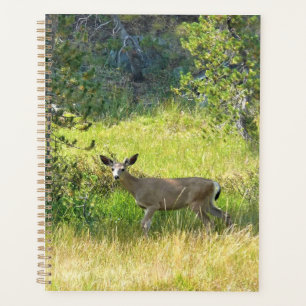 Young Buck en Yosemite, Californie