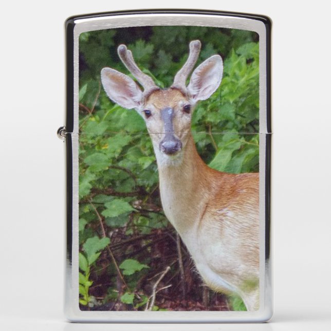 Young Buck in Velvet (Voorkant)