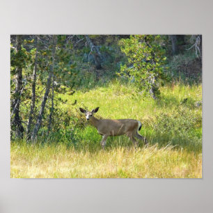Young Buck in Yosemite, CA Poster