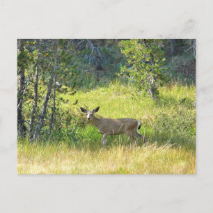Young Buck in Yosemite, Californië Briefkaart