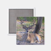 Young Buck Magnet (Recto/Verso)