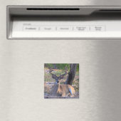 Young Buck Magnet (In Situ (Lave-vaisselle))