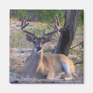Young Buck Magnet Magneet