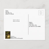 Young Buck Post Card Briefkaart (Achterkant)