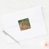 Young Buck Whitetail Deer Vierkante Sticker (Envelop)
