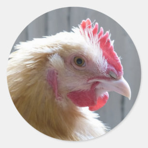 Young Buff Orpington Heritage Chicken Roo Ronde Sticker