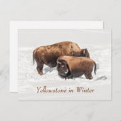 Young Buffalo of Bison met moeder in de winter Briefkaart (Voorkant / Achterkant)