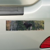 Young bumpersticker (Op auto)