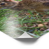 Young Bunny Foto Afdruk (Hoek)