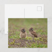 Young Burrowing Owls in Florida Briefkaart (Voorkant / Achterkant)