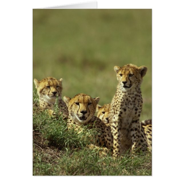 Young Cheetah Group (Devant)