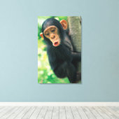 Young Chimpansee (Pan troglodytes) Canvas Afdruk (Insitu (Houten vloer))
