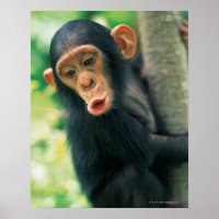 Young Chimpansee (Pan troglodytes)