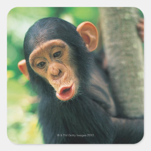 Young Chimpansee (Pan troglodytes) Vierkante Sticker
