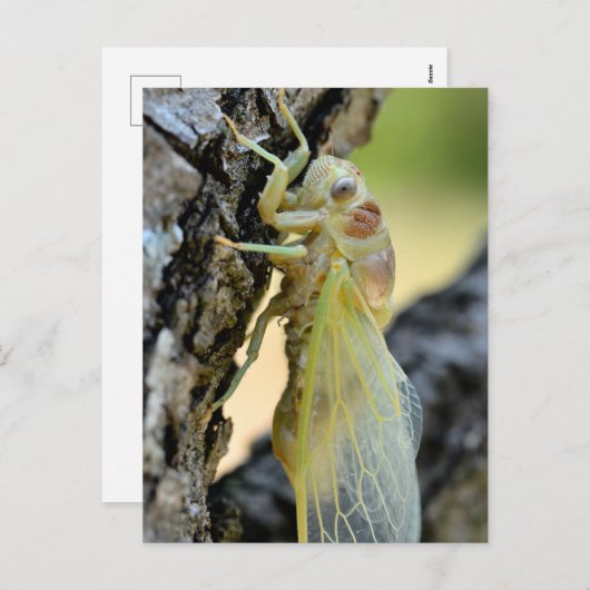 Young cicada on branch feestdagenkaart (Voorkant / Achterkant)