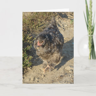 Young Cochin Chicken Kaart