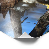 Young Cooper's Hawk Foto Vergroting Afdruk (Hoek)