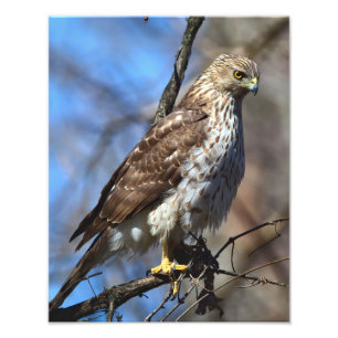 Young Cooper's Hawk Foto Vergroting Foto Afdruk