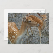 Young Deer Briefkaart (Voorkant / Achterkant)