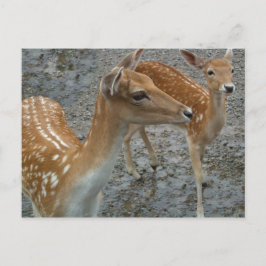 Young Deer Briefkaart