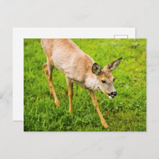 Young Deer Briefkaart (Voorkant / Achterkant)