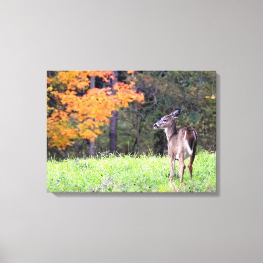 Young Deer in het najaar Canvas Afdruk (Voorkant)