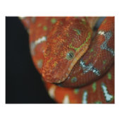 Young Emerald Tree Boa Foto Afdruk (Voorkant)