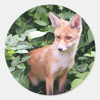 Young Fox 1 Ronde Sticker