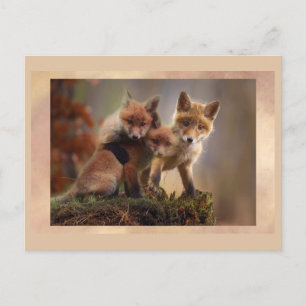 Young Fox Trio Posing Postcrossing Briefkaart