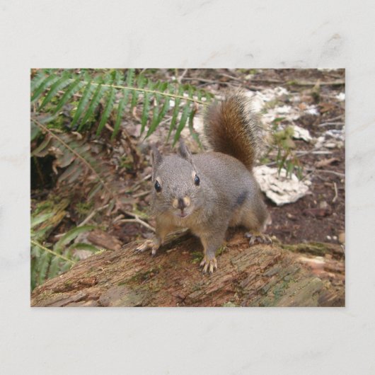 Young Fuzzy on Log Briefkaart (Voorkant)