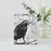 Young Grackle Briefkaart (Staand voorkant)