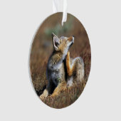 Young Gray Fox at Torres Del Paine National Park (devant)
