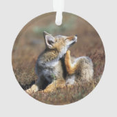 Young Gray Fox at Torres Del Paine National Park (dos)