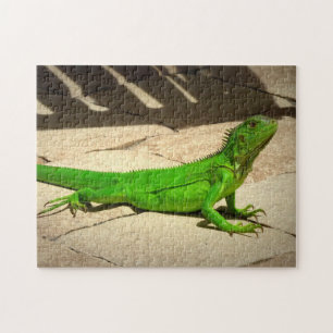 Young Green Iguana op Rock Path Legpuzzel