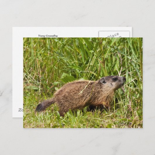 Young Groundhog Briefkaart (Voorkant / Achterkant)