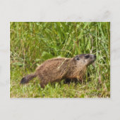 Young Groundhog Briefkaart (Voorkant)