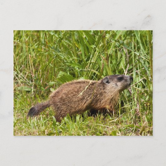 Young Groundhog Briefkaart (Voorkant)