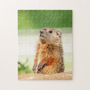 Young Groundhog Legpuzzel