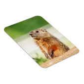 Young Groundhog Magneet (Rechterzijde)
