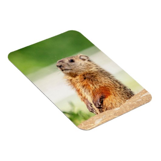 Young Groundhog Magneet (Rechterzijde)