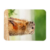 Young Groundhog Magneet (Horizontaal)