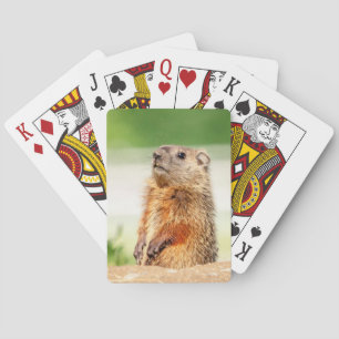 Young Groundhog Pokerkaarten