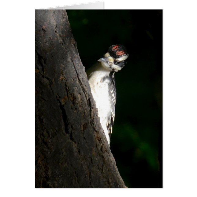 Young Hairy Woodpecker (Voorkant)