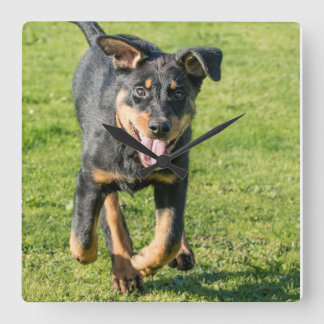 Young happy Beauceron sheepdog running in the gras Vierkante Klok