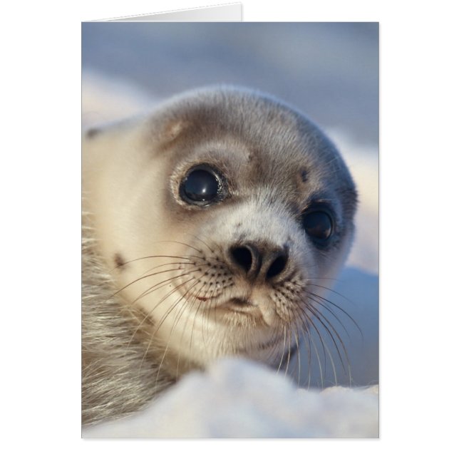 Young Harp Seal (Voorkant)